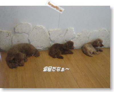 プードル専門犬舎