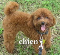 交配犬。。。トイプードル専門犬舎 2008/12/10 10:08:43