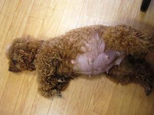 パンパン