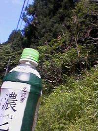 雲の中の茶 2006/05/14 13:56:19