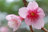 松山公園