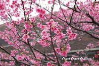 桜 in 与儀公園 2011/02/10 23:59:11