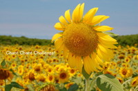 夏って感じ。。。
