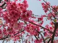 よかった、まだ咲いてた・・・。
