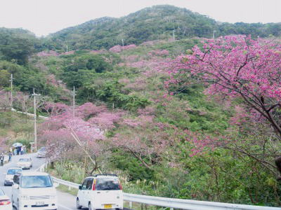 本部八重岳　桜まつり！