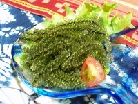海ぶどう販売開始！