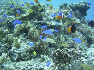 備瀬の魚たち