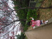 漫湖公園のさくら 2012/02/13 18:16:45