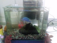 魚