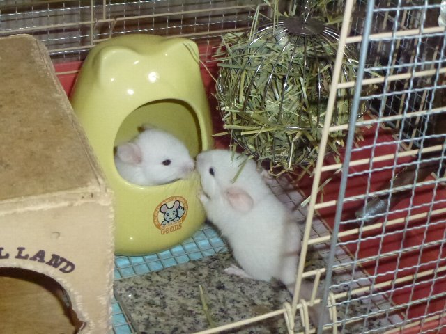 ハツカネズミにしかみえない