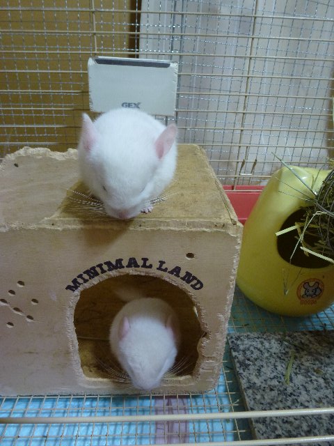 二階建て