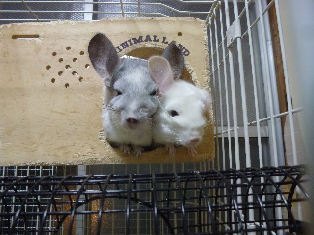 お母ちゃん