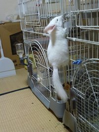 里親さんが見つかりました