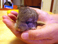 チンチラの赤ちゃんが生まれました！
