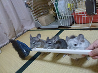 お掃除の邪魔なのよ