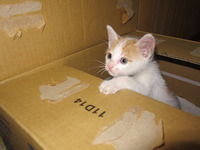 猫も里親募集中！