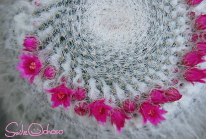 サボテンの花