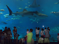 美ら海水族館 2011/06/14 19:48:10
