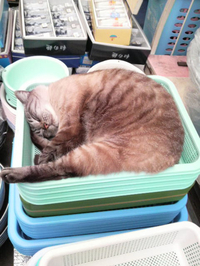 カゴの中に・・・Σ（・□・；） 2011/04/23 18:52:16