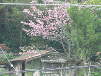 さくら 2012/02/13 21:33:44