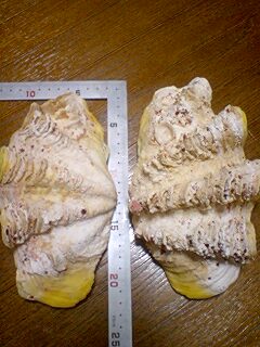 沖縄海族 シャコ貝の磨き