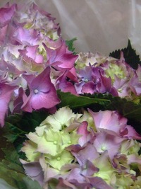 Mother's Day