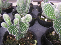 仕入れ＾＾ 2010/12/17 13:08:48
