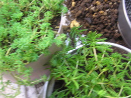 植え替え