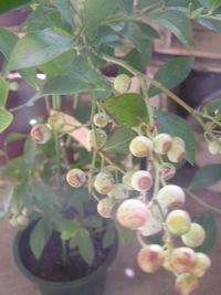 スズナリ 2010/07/30 18:34:04