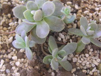 子孫繁栄中 2010/08/18 12:32:00