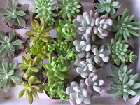 たにくっく 2010/09/14 12:36:56