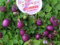 仕入れてきました 2011/01/12 11:36:13
