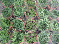 ネックレス３種♪ 2011/02/05 13:59:18