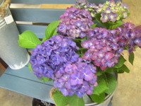 大好きなあじさい♪ 2011/04/23 12:19:29