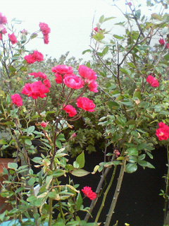 Ｂｌｏｓｓｏｍ