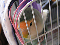 グリの卵