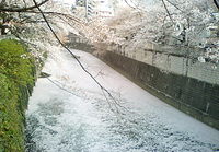 桜吹雪と桜川