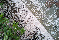 桜吹雪と桜川