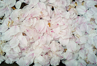 桜吹雪と桜川