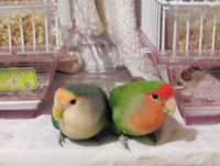 グリグラの大冒険