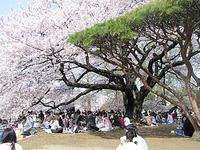満開の桜（新宿御苑）