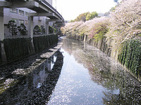 桜、ありがとう！