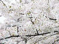 神田川の桜