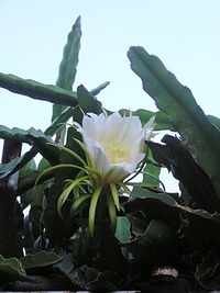 ドラゴンフルーツの花