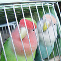 小鳥のためのサプリメント