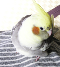 オカメインコのリズム