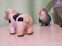 グラとウシ君（グラ劇場）