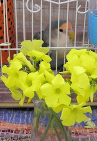 小鳥たちに花束を