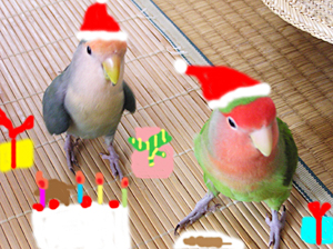 コトリたちのクリスマス！