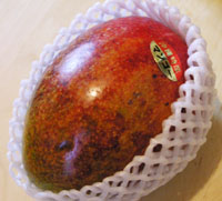 ビバ　MANGO！初登場